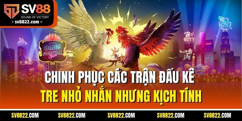 Pitmaster Live | Đơn Vị Cung Cấp Đá Gà Uy Tín Nhất SV88 4 Chinh phục các trận đấu kê tre nhỏ nhắn nhưng kịch tính