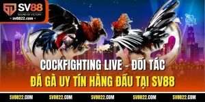 Cockfighting Live - Đối Tác Đá Gà Uy Tín Hàng Đầu Tại SV88