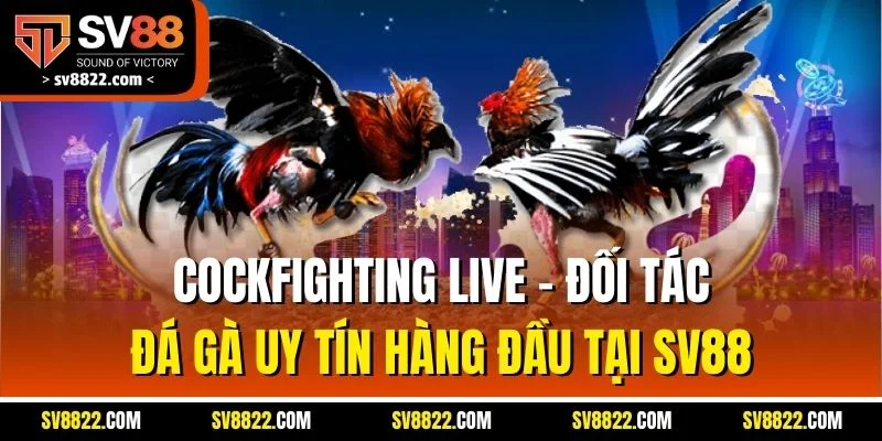 Cockfighting Live - Đối Tác Đá Gà Uy Tín Hàng Đầu Tại SV88