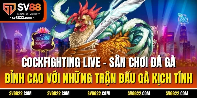 Cockfighting Live - Sân chơi đá gà đỉnh cao với những trận đấu gà kịch tính