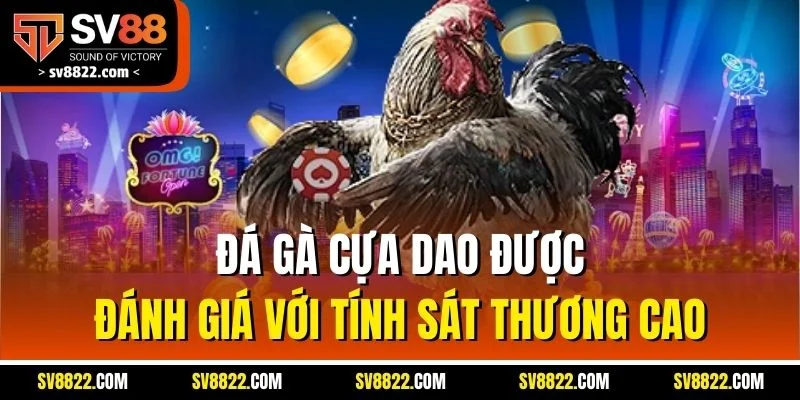 Đá gà cựa dao được đánh giá với tính sát thương cao