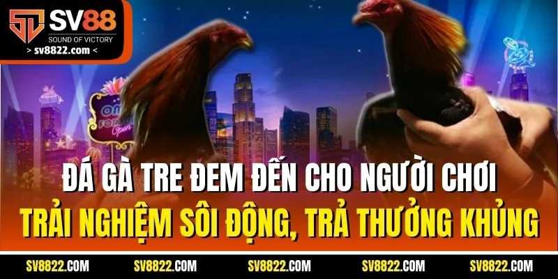 Đá gà tre đem đến cho người chơi trải nghiệm sôi động, trả thưởng khủng